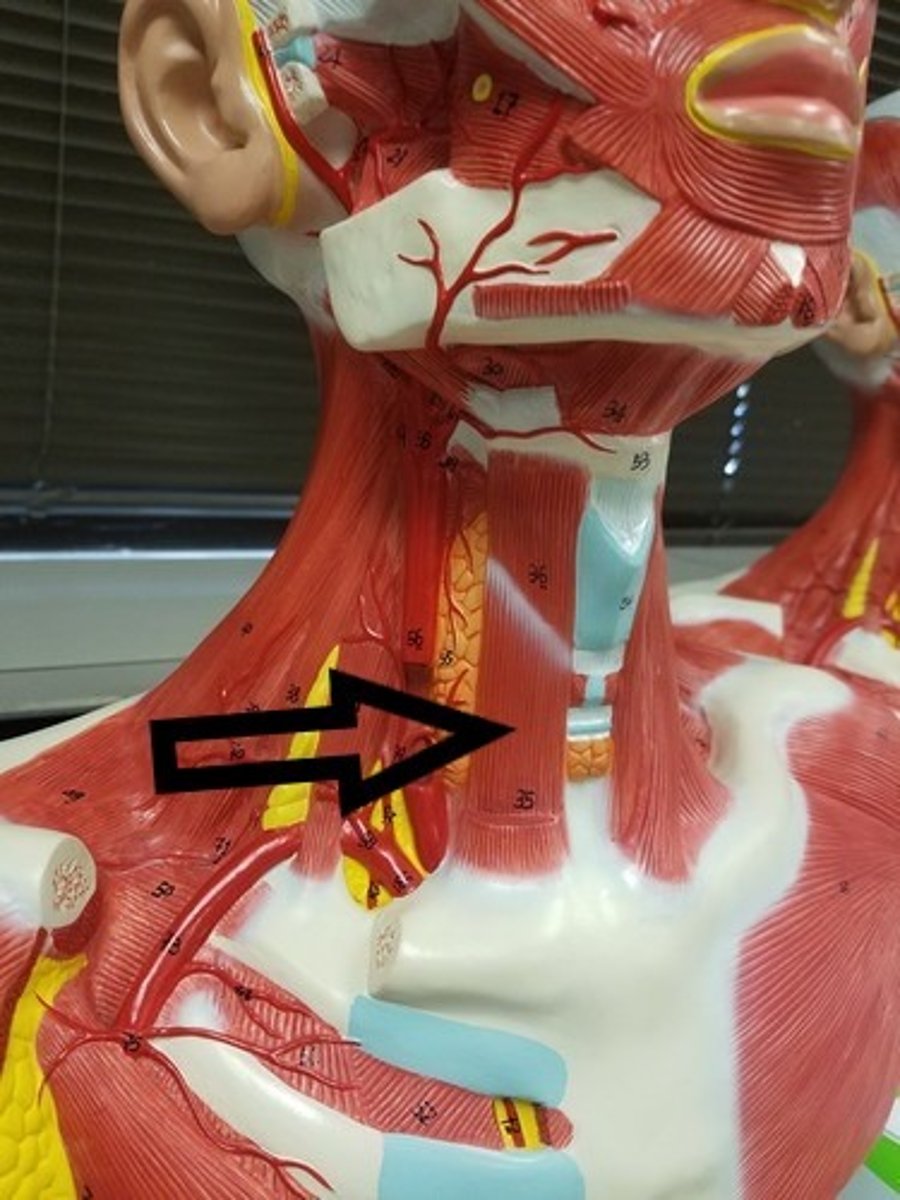<p>action: draws larynx downward</p>