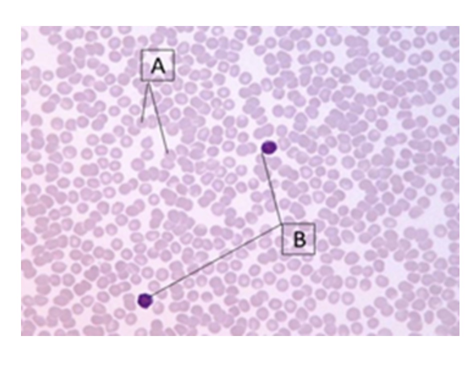 <p>name cell a</p>
