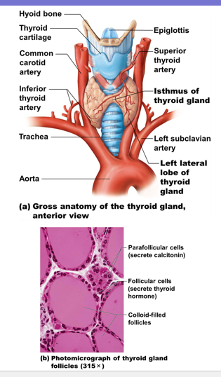 <p>produce hormone calcitonin</p>