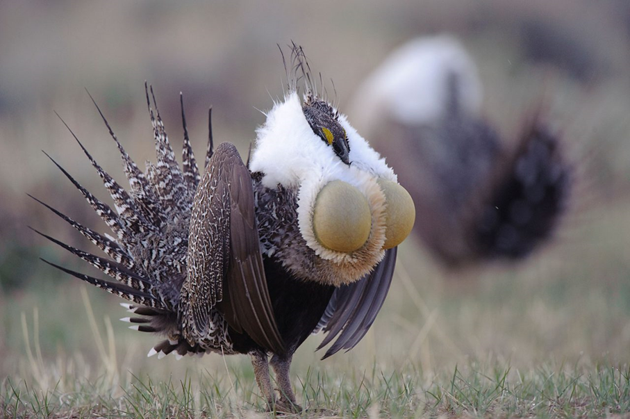 <ul><li><p>mating displays (e.g., lekking sage grouse) </p></li><li><p>defend territories for breeding and foraging; involves chases, singing, and sometimes fights </p></li></ul><p></p>