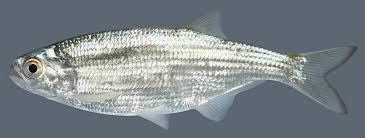 <p>Hiodon tergisus<br><span>• DEEP, SILVERY BODY<br>• BIG, OVERSIZED EYE</span></p>