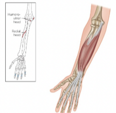 <p>What are the origins for the humeroulnar head for the flexor digitorum superficialis?</p>