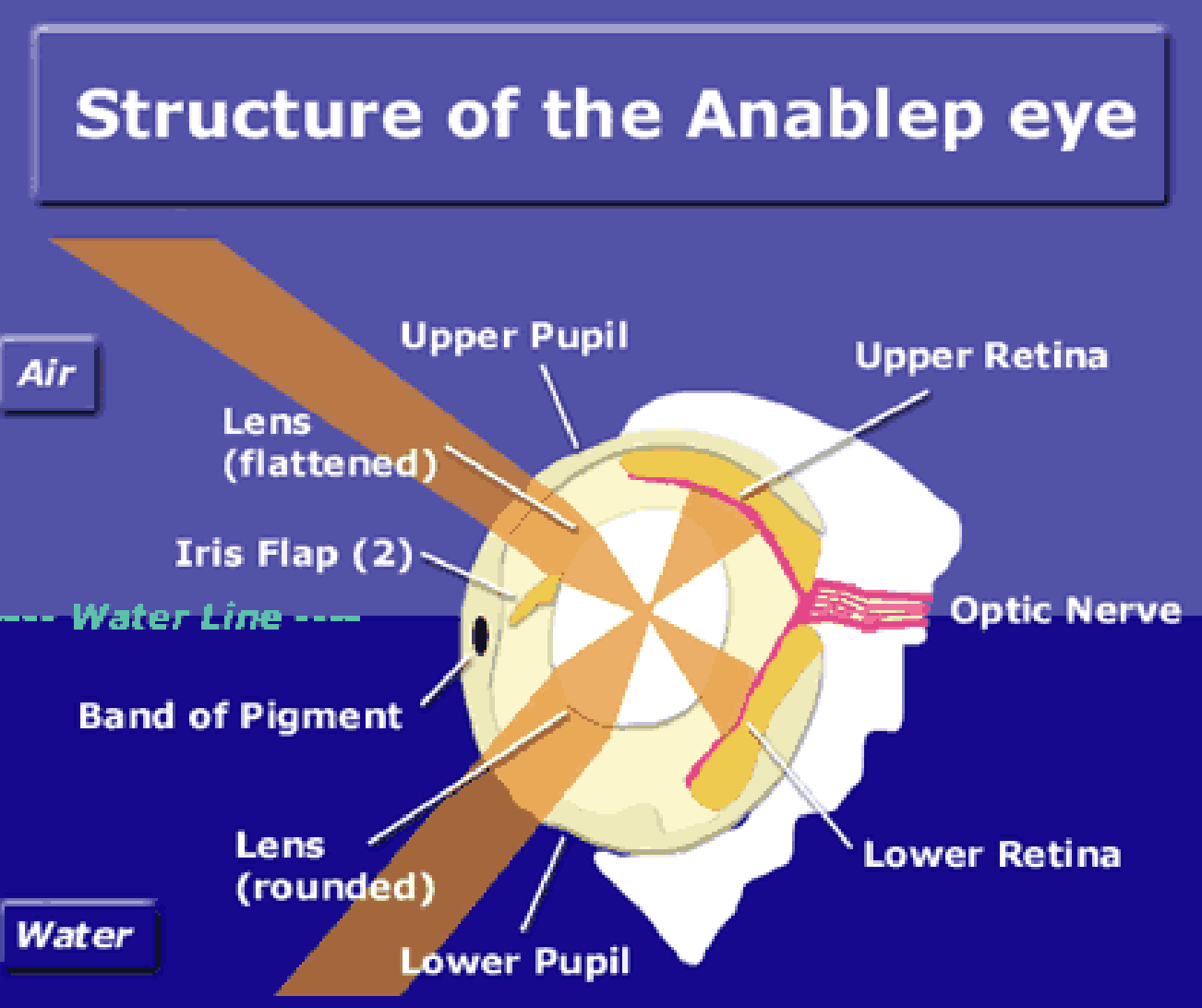 <p>2 retinas and an oval lens in each eye</p><ul><li><p>oval shaped to account for refractive index of water/air </p></li></ul><p></p>