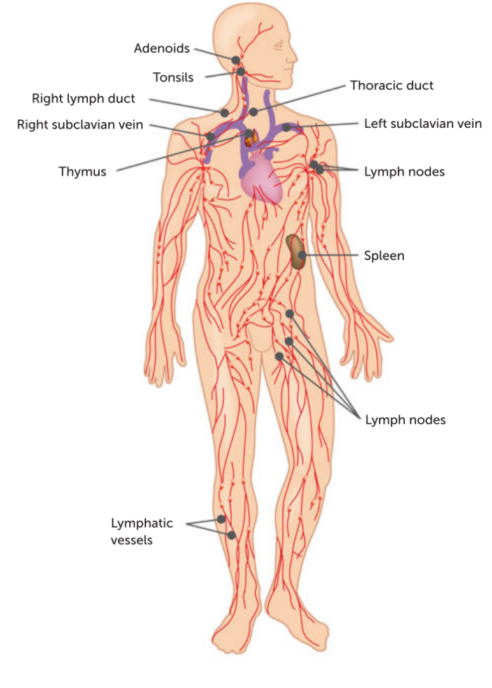 <ul><li><p>most in lymph node</p></li><li><p>→ also in spleen, thymus, tonsil </p></li></ul><p></p>