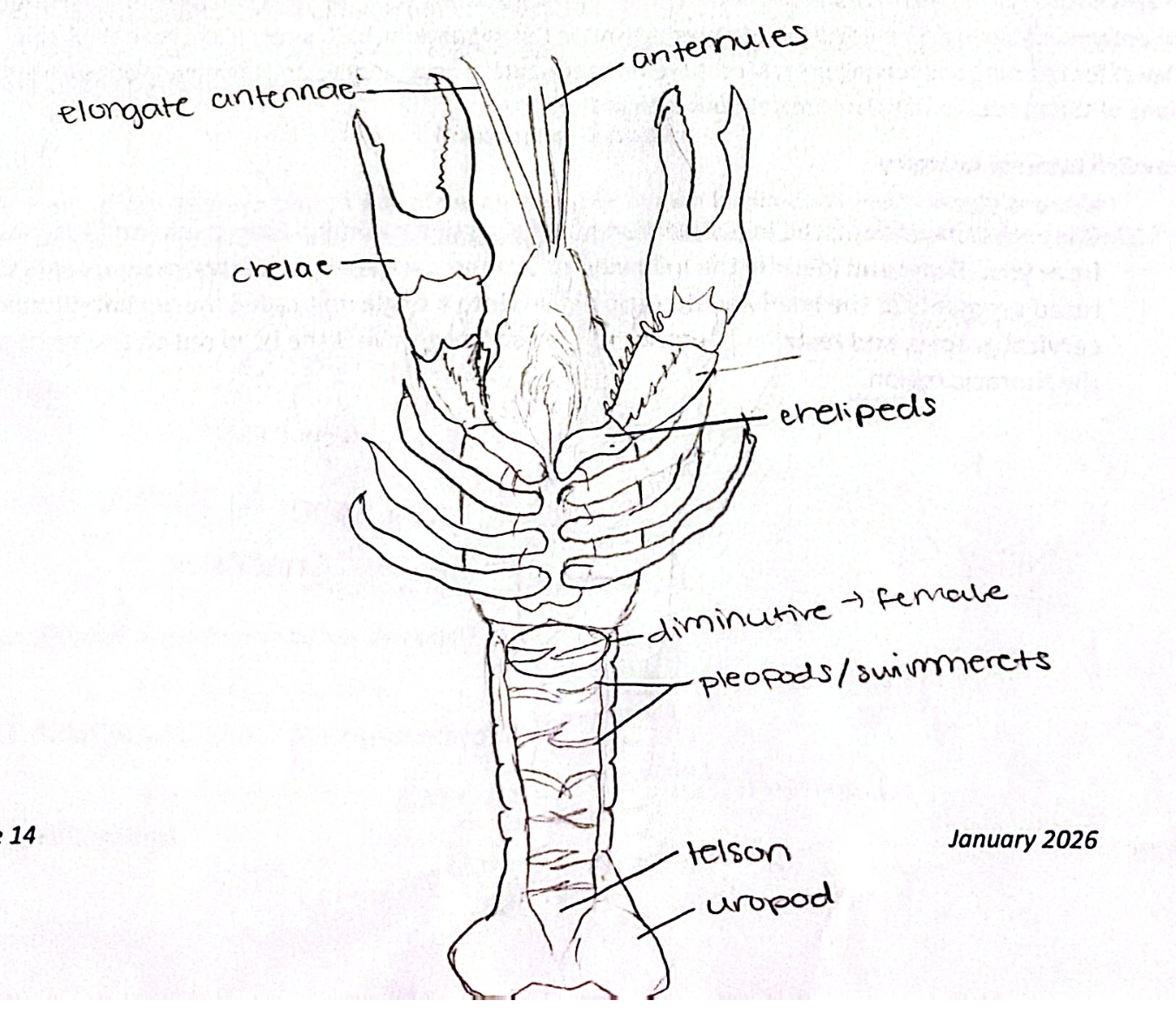 <img src="https://assets.knowt.com/user-attachments/5734ed6d-3663-4bd8-914d-bc3f57fb6de8.png" data-width="100%" data-align="center" alt="knowt flashcard image"><p></p>