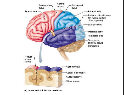 <ul><li><p>central sulcus → separates frontal and parietal lobes</p><ul><li><p>precentral gyrus of frontal lobe contains primary motor cortex</p></li><li><p>postcentral gyrus of parietal lobe contains primary somatosensory cortex </p></li></ul></li><li><p>lateral sulcus → separates temporal lobe from parietal and frontal lobes</p></li><li><p>parieto-occipital sulcus → separates parietal lobe from occipital lobe</p></li></ul><p></p>