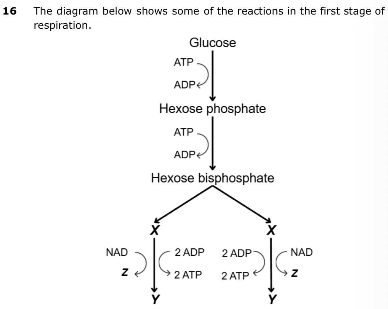 <p>(PRK 16a,b,c) <span data-name="exclamation" data-type="emoji">❗</span></p><p>a) state precisely where in the cell this stage of respiration takes place [1]</p><p>b) identify the molecules labelled X, Y and Z in the diagram [3]</p><p>c) state the name of the type of reaction that produces ATP in this stage of respiration [1]</p>