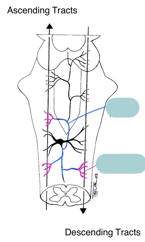 <p>Name these RF structures + their significance</p>