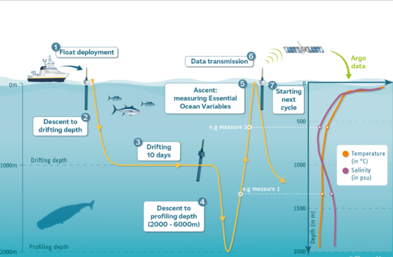 <p>collect temperature, salinity, and pressure data at various depths</p><p>programmed to drift with currents, periodically sinking and rising to the surface to take measurements. Data is transmitted via satellite</p><p>Used in long-term ocean monitoring, climate change studies, and improving global climate models</p>