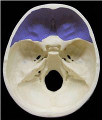 <p>The floor of the cranial cavity (structure)</p>