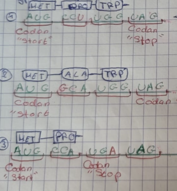 <ol><li><p>silencieuse : remplacecment d’un acide aminé par le même, pas d’effet sur la proteine</p></li><li><p>efficace faux sens : remplacement d’un AA par un autre sans modifier le debut ou la fin de la protéine</p></li><li><p>efficace non sens : remplacement d’un AA par un codan, modification de la longuer de la protéine</p></li></ol><p></p>