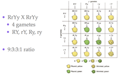 <p>G = yellow (dominant)</p><p>g = green (recessive)</p><p>W = round (dominant)</p><p>w = wrinkle (recessive)</p>