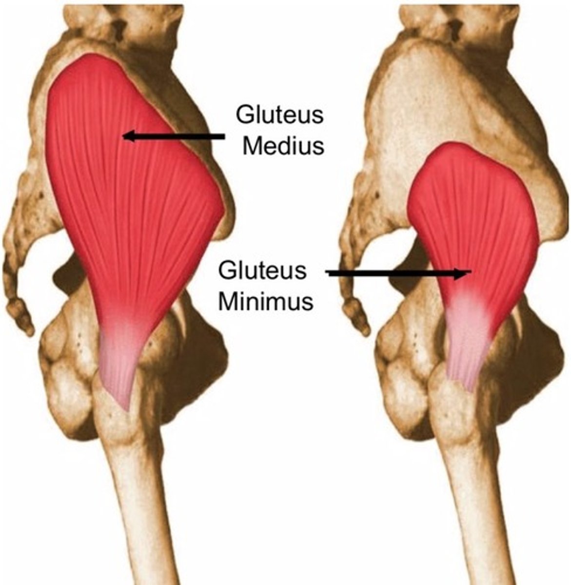 <p>Gluteus medius and gluteus minimus</p>