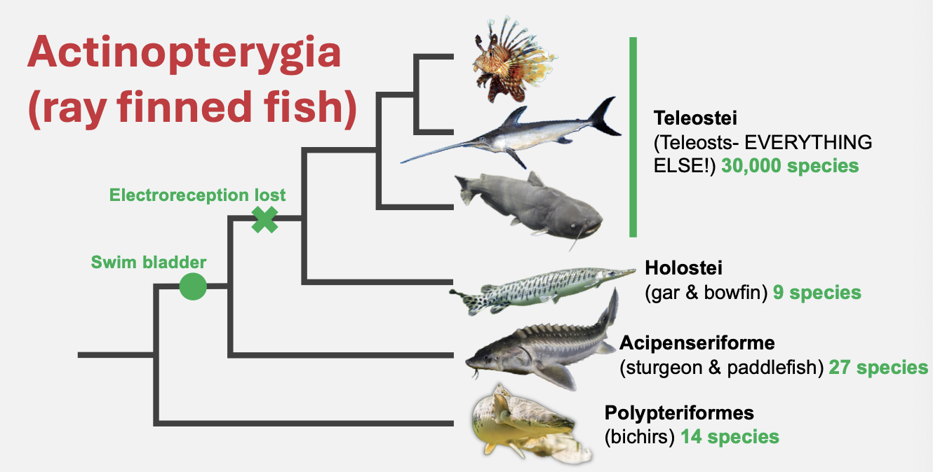 <p>actinopterygia (ray-finned fish)</p>