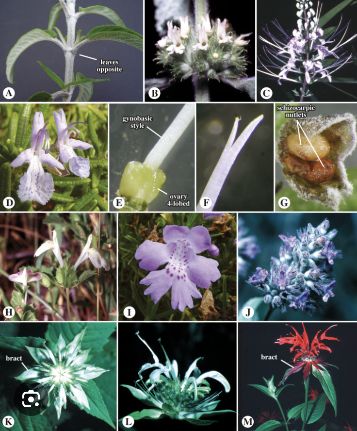 <ul><li><p>Square stems</p></li><li><p>Corolla generally bilabiate</p></li></ul><p></p>