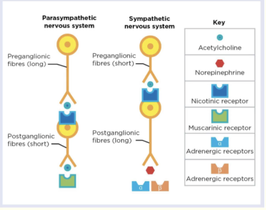<p>Parasympathetic NS</p><ul><li><p>cell bodies are in ___ ___ and ___</p></li><li><p>preganglionic release NT → _____ → binds to nicotinic acetylcholine receptors on post ganglionic → post ganglionic release NT aka _____ → bind to _____ ____ receptors on target tissue</p></li><li><p>RMBR: parasympathetic has ____ preganglionic fibers</p></li></ul><p></p>