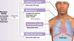 <p>Right plural cavity (right lung); Mediastinum (Contains the Trachea, esophagus, major vessels, and the pericardial cavity, [surrounds the heart]); Left plural cavity (left lung).</p>