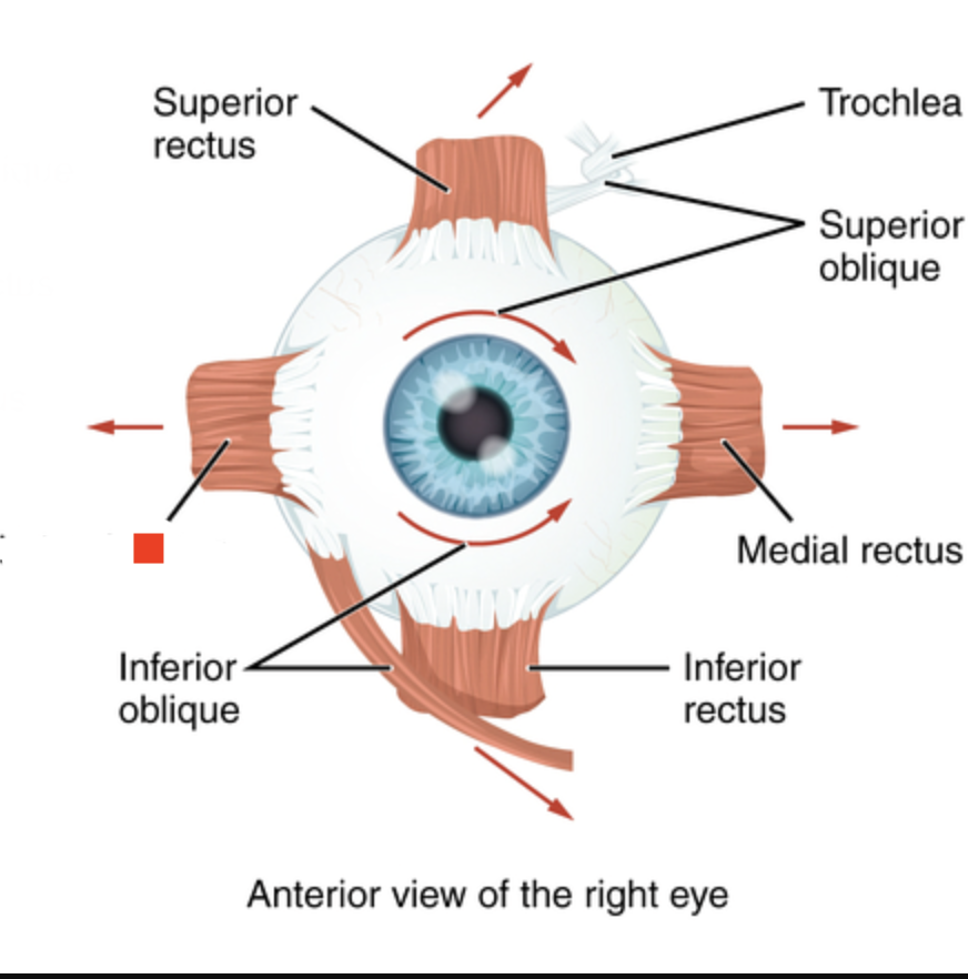 <p>What muscles is used when LOOKING LEFT?</p>