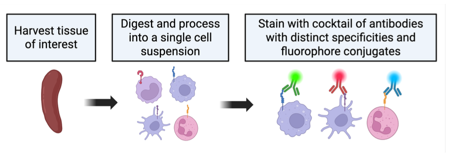<ol><li><p>Harvest Tissues of Interest</p></li><li><p>Digest and Process into a single cell suspension </p></li><li><p>Stain with cocktail of antibodies with distinct specificities and fluorophore conjugates</p></li></ol><p></p>