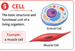 <p>The basic structural and functional unit of a living organism.<br>Example: Muscle cells can contract to help create movement.</p>