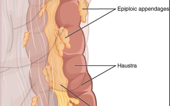 <p>individual lil bubbles on the colon</p>