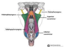 <p>-converges on the palatopharyngeus muscle and blends with it in the pharyngeal wall</p>
