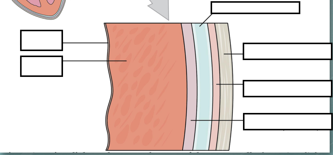 <p>identify the membrane layers of the heart</p>