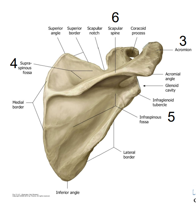 <ul><li><p>Fossa below the spine</p></li></ul><p></p>