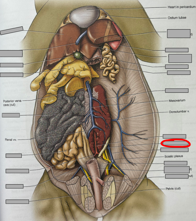 <p>What part of the organism is this?</p>