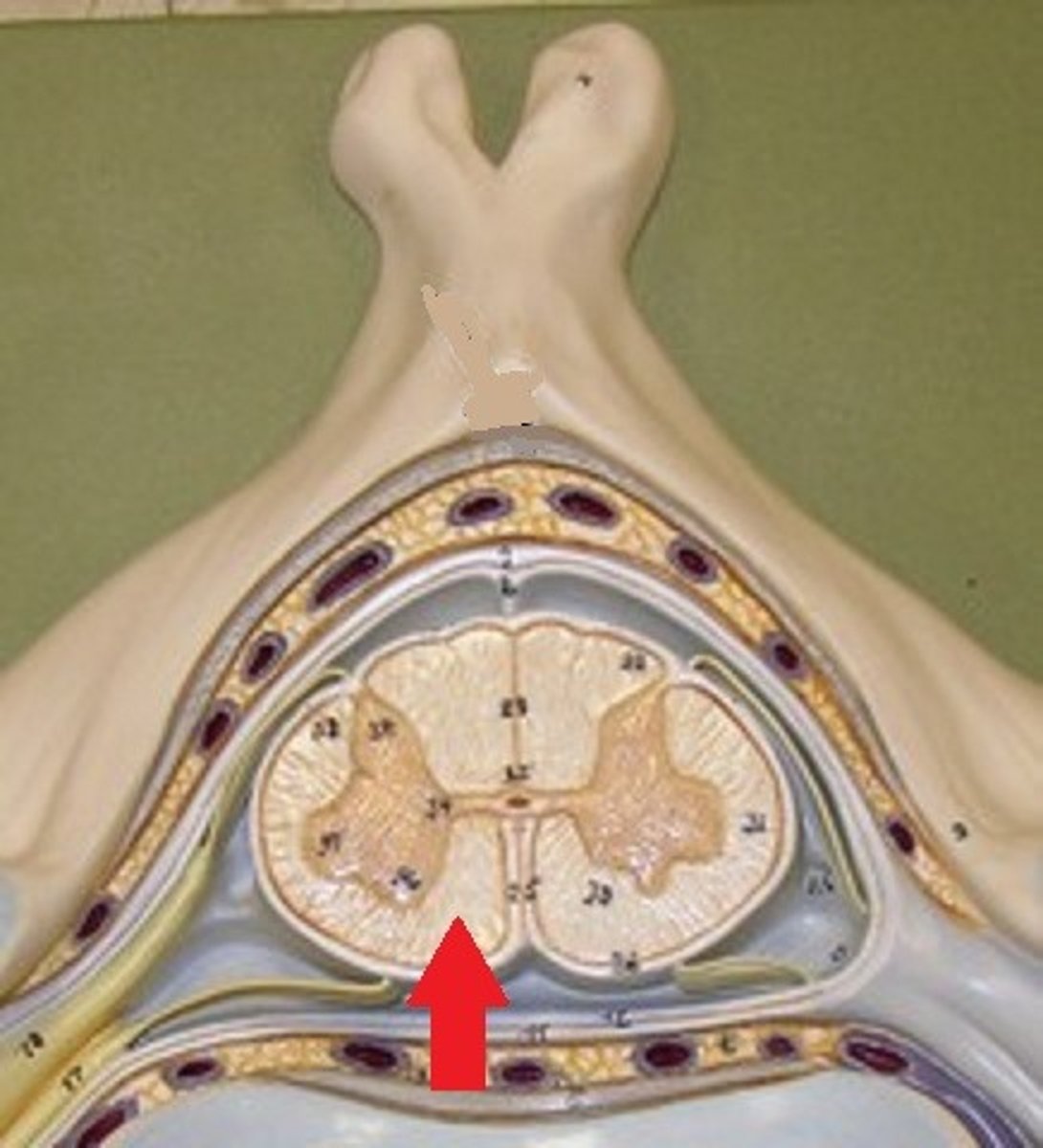 <p>Anterior column</p>