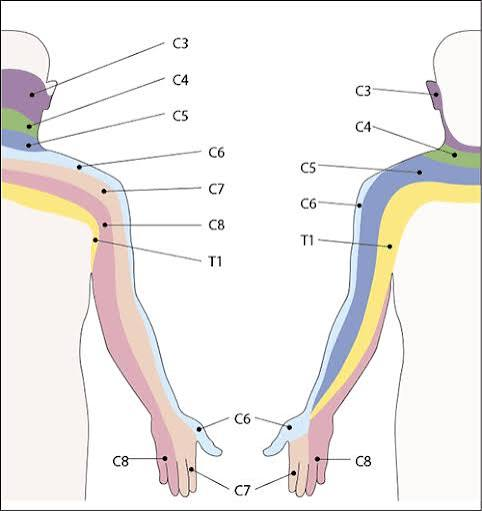 <p>what is the representative muscle for C7</p>