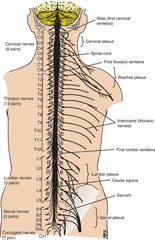 <p>The central nervous system (CNS) and the peripheral nervous system (PNS).</p>