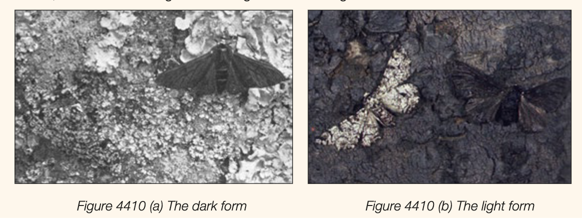 <ul><li><p>before industrial revolution, trees moths lived in were covered in offwhite lichen </p></li><li><p>moths were light (light work) and speckled - camouflaged from predation by birds </p><ul><li><p>occasionally black (dark form) would grow - high visibility, high chance of being eaten before reproducing</p></li></ul></li><li><p>due to coal based industry, trees covered in black soot - white moths were easily spotten and eaten</p><ul><li><p>black (melanic) variant became predominant by 1850 - phenomenon called<strong> industrial melanism </strong></p></li></ul></li><li><p>reduction of coal use in later 20th century made trees green (algae) - now both moth forms are common - <strong>balanced polymorphism</strong></p></li></ul><p></p>