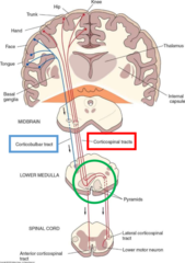 <p>Fibers do not cross --> control trunk movements</p>