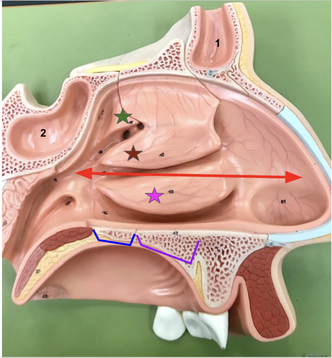 <p>Red: nasal cavity (notice how it stretches from the nostril to the nasal pharynx)</p><p>3 stars are the nasal conchae. Create turbulence (swirling air around) and <strong>help filter humidify, and warm air</strong> through nasal hairs and nasal mucus, which comes from the sinuses (#1&amp;2).</p><ul><li><p>Green: Superior nasal conchae of ethmoid bone</p></li><li><p>Red: Middle nasal conchae of ethmoid bone</p></li><li><p>Purple: Inferior nasal conchae</p></li></ul><p>Branches represent the hard palate (bony area) composed of:</p><ul><li><p>Palatine process of the maxilla (Blue)</p></li><li><p>Horizontal process of the palatine bone (Purple )</p></li></ul><p>Sinuses: contain nasal mucus</p><p>#1: Frontal sinus</p><p>#2: Sphenoid sinus</p><ul><li><p>Ethmoid and maxillary sinuses (not visible)</p></li></ul><p></p>