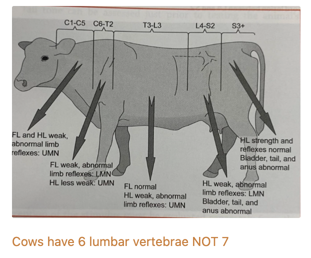 <ol><li><p>Vertebral body osteomyelitis after navel ill</p></li><li><p>Associated with mineral deficiency (vitD, Ca, Cu) affecting vertebral bodies</p></li><li><p>Ankylosing spondylitis</p></li><li><p>Spinal tumours</p></li><li><p>Verminous meningoencephalomyelitis</p></li><li><p>Iatrogenic</p><ul><li><p>Epidural anaesthesia</p></li><li><p>Segmental spinal anaesthesia (eg. paravertebral anaesthesia)</p></li><li><p>Regional nerve blocks</p></li></ul></li></ol><p></p>