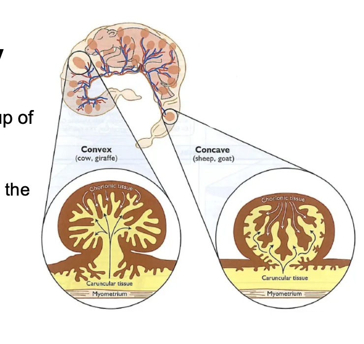 <p>Placentomes covering the chorion made up of cotyledon (fetal) and caruncle (maternal)</p><p>-Blood supply goes through these and they’re attached to endometrium</p><p>Non-invasive</p><p>Epithelio-chorial: 6 layers of tissue between fetal and maternal blood supply</p><p>Cows (convex) and sheep (concave)</p>
