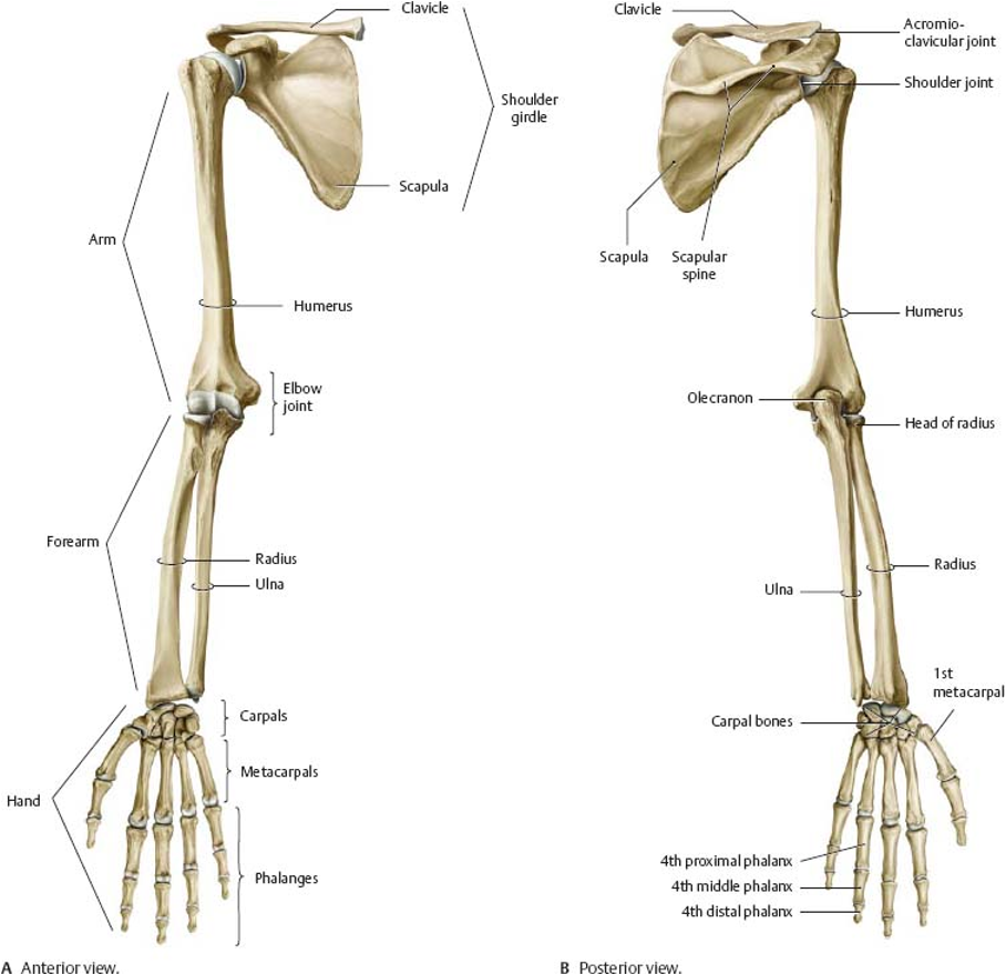 <ul><li><p>Formed by 12 thoracic vertebrae and pairs of ribs. </p></li></ul><p><u>Thoracic cavity contains: </u></p><ul><li><p>Heart</p></li><li><p>Lungs</p></li><li><p>Esophagus</p></li></ul><p>* Chest Injuries can cause multiple internal injuries. </p><p></p><p>Upper Extremities: </p><ul><li><p>Shoulder </p></li><li><p>Clavicle </p></li><li><p>Scapula </p></li><li><p>Humerus</p></li><li><p>Radius </p></li><li><p>Ulna</p></li><li><p>Carpals </p></li><li><p>Metacarpals </p></li><li><p>Phalanges </p></li></ul><p>Lower Extremities: </p><ul><li><p>Pelvis </p></li><li><p>Femur </p></li><li><p>Patella </p></li><li><p>Tibia </p></li><li><p>Fibula </p></li><li><p>Metatarsals </p></li><li><p>Phalanges </p></li></ul><p></p>