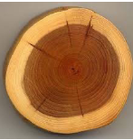 <p>occurs at the center of the tree</p><p>darker in color</p><p>functions only in support</p>