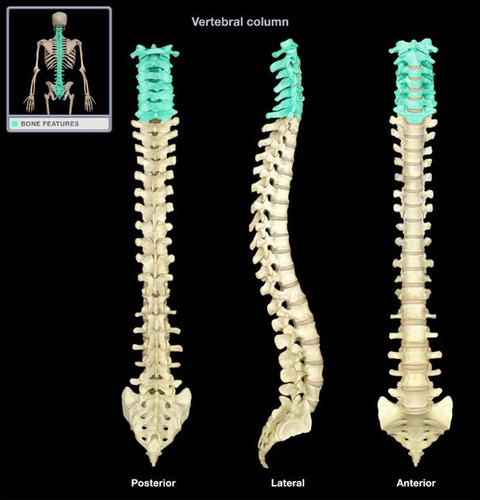 <p>What part of the vertebrae is this?</p>