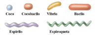 <p>morfológicas</p><p>→uni ou pluri-celular</p><p>→ formas( imagem)</p><p>→ estruturas</p><p>→ coloração gram</p><p>→ morfologia das colónias</p>