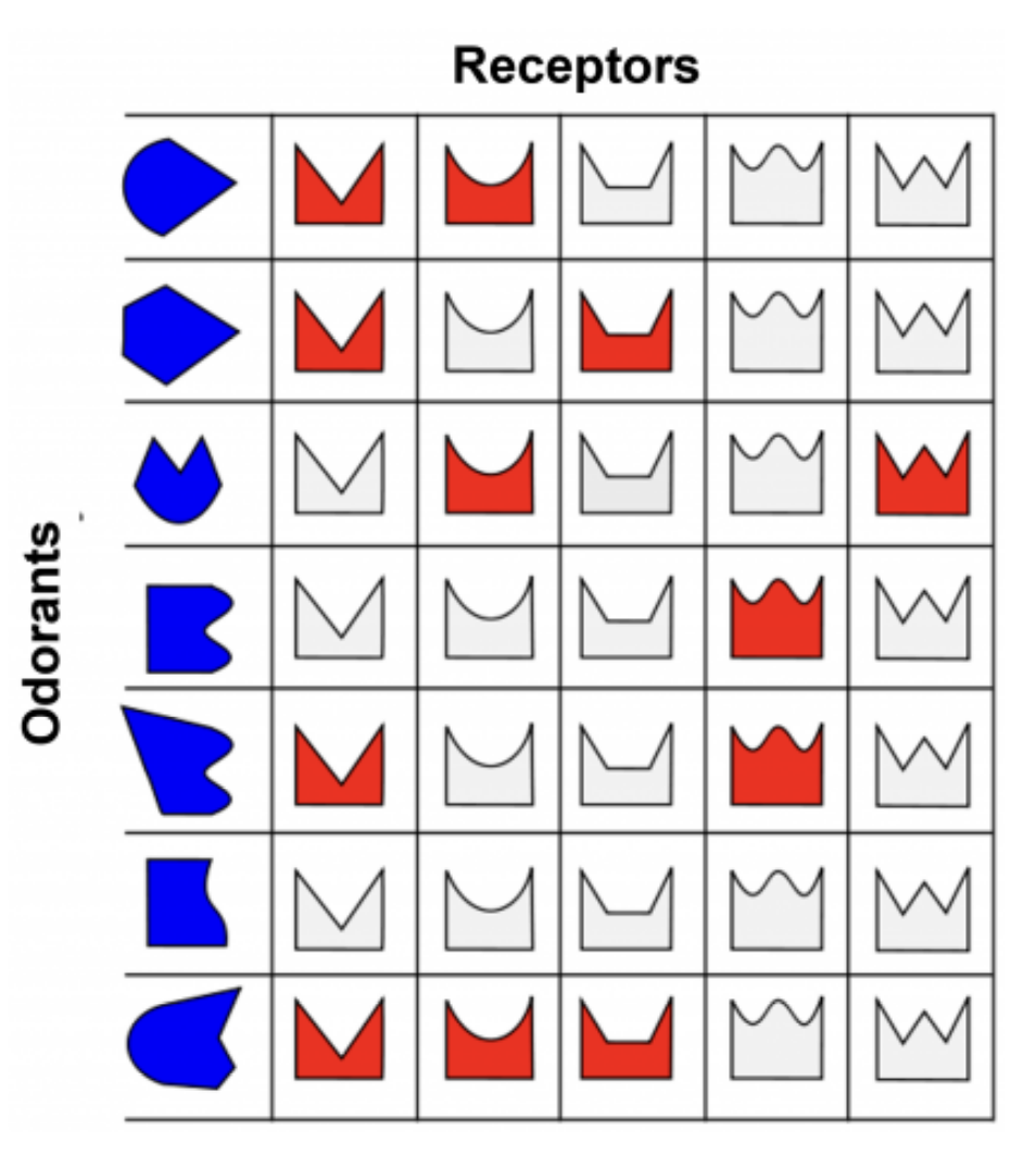 <p>Each <mark data-color="purple" style="background-color: purple; color: inherit;">olfactory receptor cell</mark> can only respond to <strong>only</strong> <strong>one</strong> <u>molecular feature of a</u> chemical/odorant compound.</p><ul><li><p>Hence, allows <u>one odorant</u> to stimulate <u>multiple <mark data-color="purple" style="background-color: purple; color: inherit;">olfactory receptor cells</mark></u></p></li><li><p>Thus, allows a unique pattern of stimulation to form, which can be perceived by the brain</p></li></ul><p>The <strong>intensity</strong> of the smell, will increase/decrease the presence of <strong>odorants</strong>, thus sending <strong>more/less</strong> action potentials to the brain.</p>