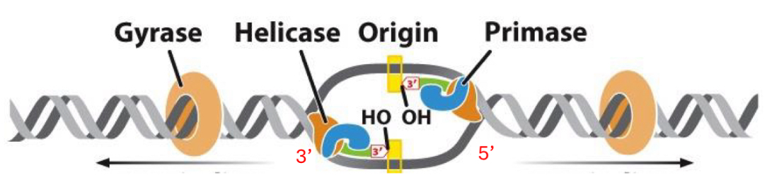 <p>what does primrase do</p>