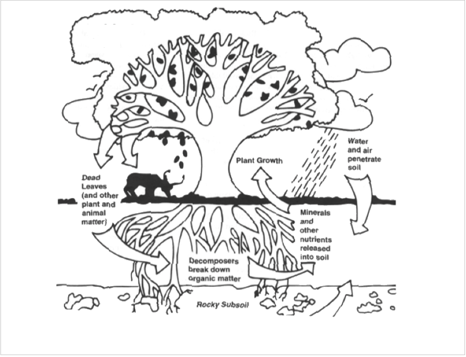 <p>Which of the following is depicted in the graphic above? (Eco)</p>