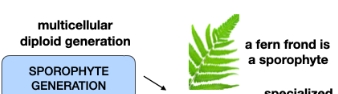<p>Sporophyte</p>