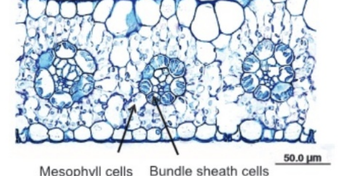 <p>18. Based on the leaf cross section shown on the right, this plant is most likely a: </p><p>A. C3 plant B. C4 plant C. CAM plant</p>