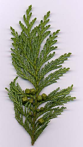 <p>Cyprysik groszkowy</p><p>Chameacyparis pisifera</p>