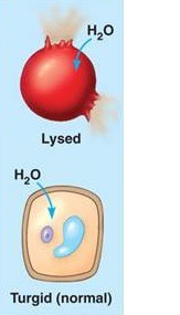 <p>Are these cells in a hypotonic, hypertonic or isotonic solution?</p>