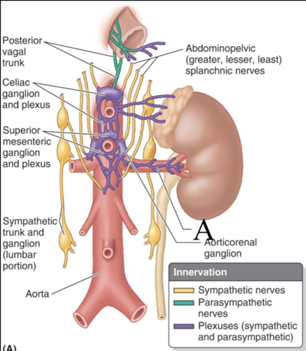 <p>what is the aorticorenal ganglion and renal plexus renal plexus (mixed) innervated by? </p>