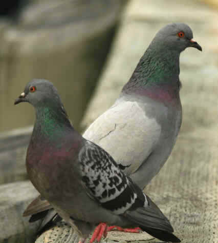 <p>Dove w/ dark head, dark tail, variable body pattern, always pink feet and white knob “sear”</p>